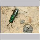 X Trichrysis cyanea - Goldwespe 04b 6mm OS-Wallenhorst-Tongrube-Lehmwand.jpg